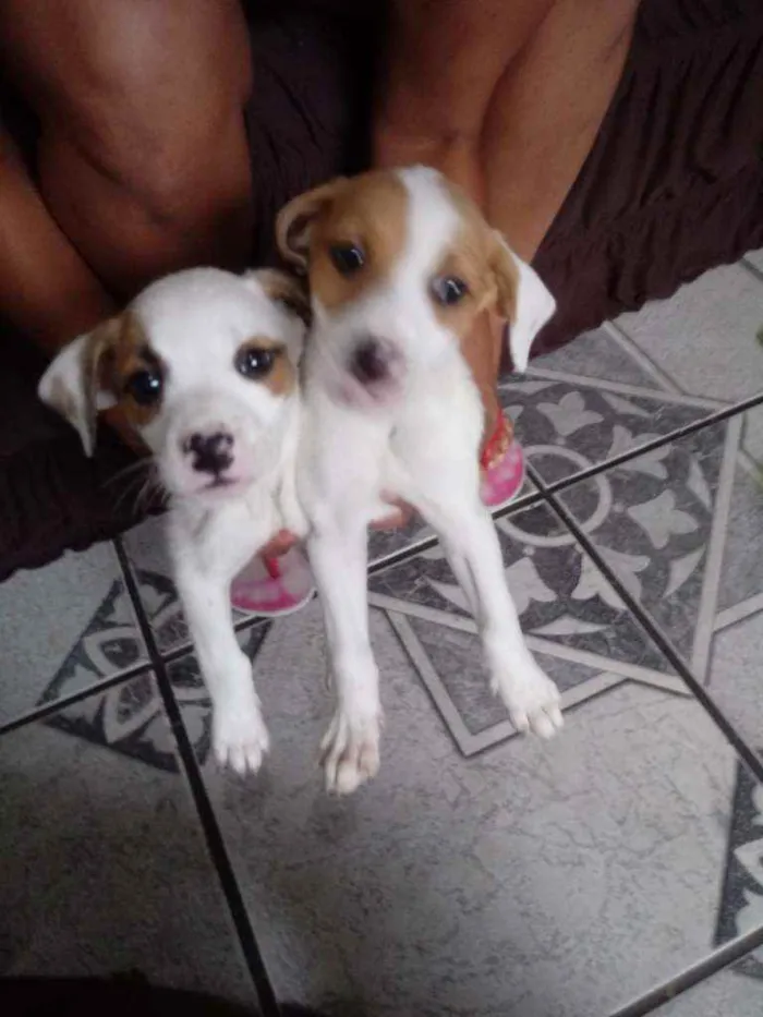 Cachorro raça Labrador idade Abaixo de 2 meses nome Revuada