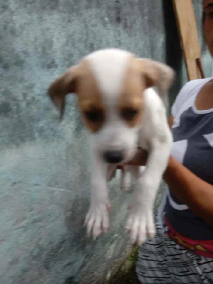 Cachorro raça Labrador idade Abaixo de 2 meses nome Revuada