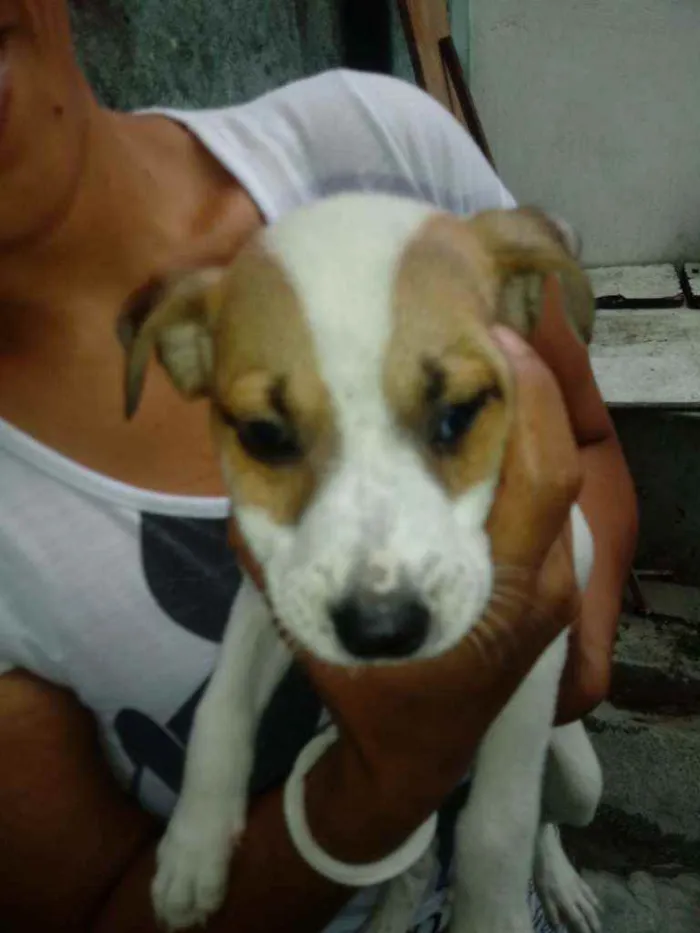 Cachorro raça Labrador idade Abaixo de 2 meses nome Revuada