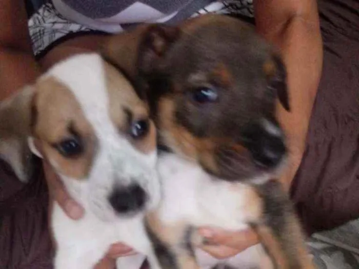 Cachorro raça Labrador idade Abaixo de 2 meses nome Revuada