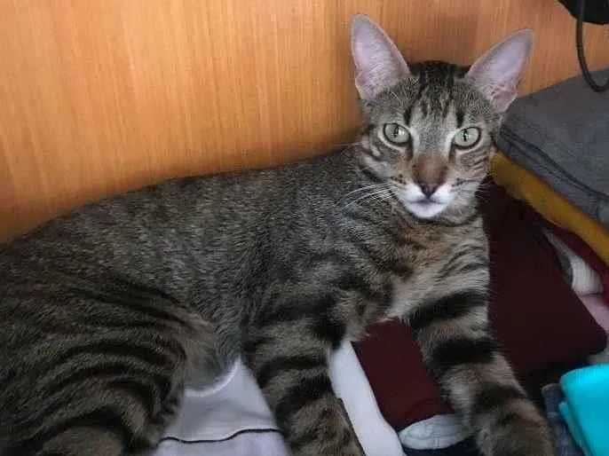 Gato ra a SRD-ViraLata idade 1 ano nome Sérgio