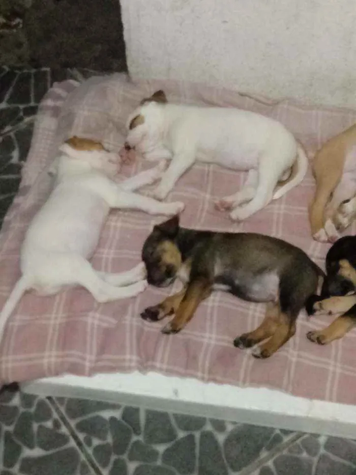 Cachorro raça Labrador idade Abaixo de 2 meses nome Lilica