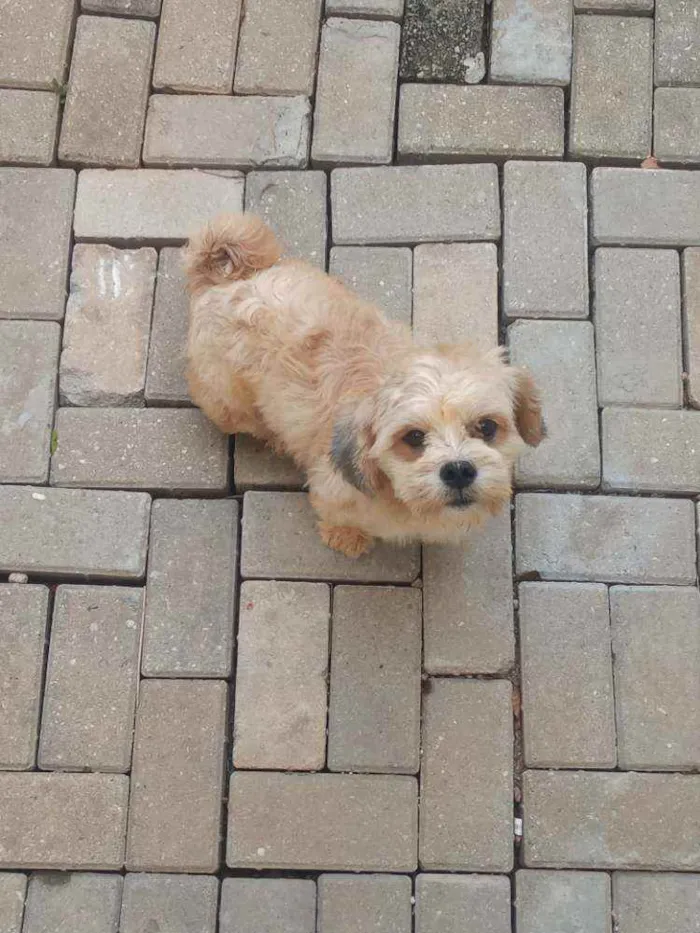 Cachorro ra a Lihaza Apso  idade 1 ano nome Romeu 
