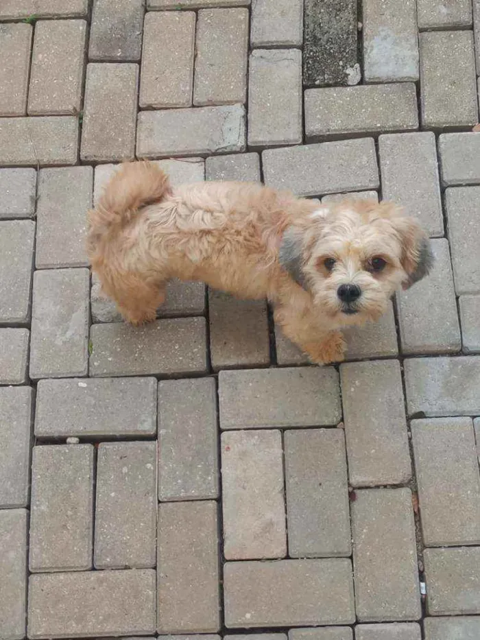 Cachorro ra a Lihaza Apso  idade 1 ano nome Romeu 