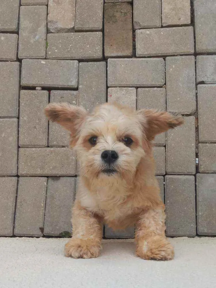 Cachorro ra a Lihaza Apso  idade 1 ano nome Romeu 