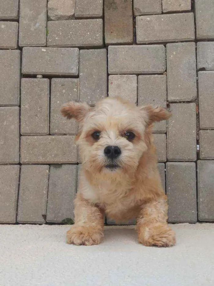 Cachorro ra a Lihaza Apso  idade 1 ano nome Romeu 