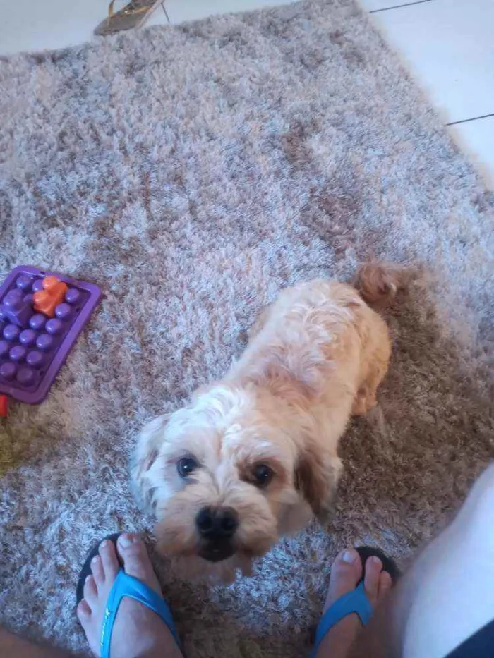 Cachorro ra a Lihaza Apso  idade 1 ano nome Romeu 