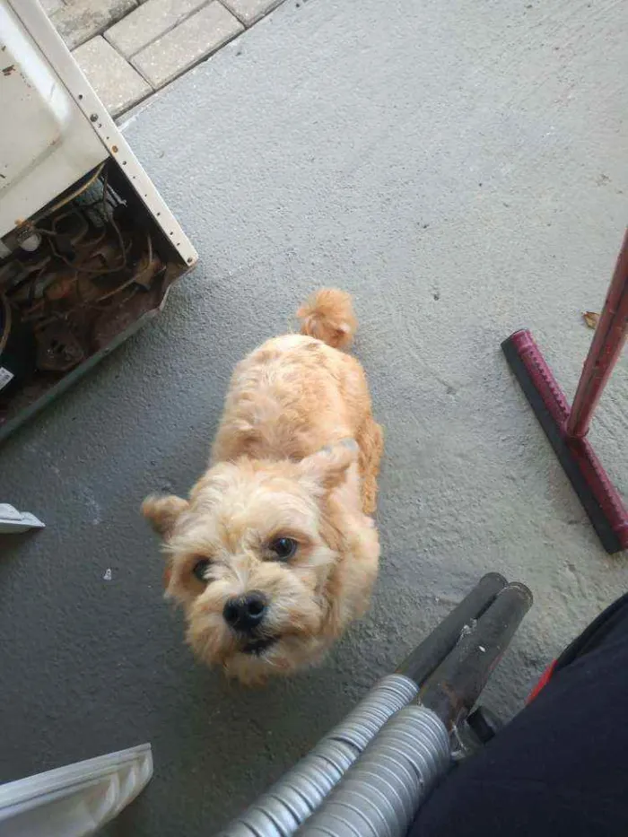 Cachorro ra a Lihaza Apso  idade 1 ano nome Romeu 