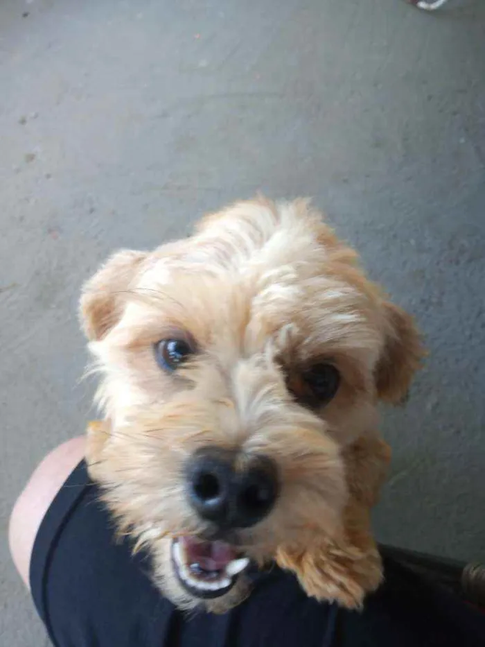 Cachorro ra a Lihaza Apso  idade 1 ano nome Romeu 