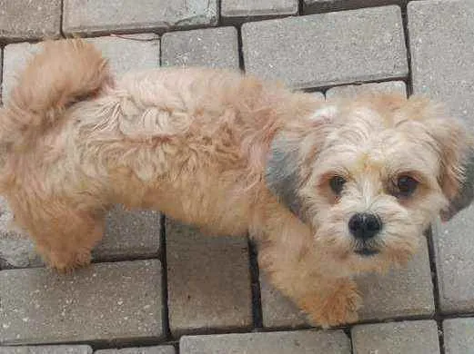Cachorro ra a Lihaza Apso  idade 1 ano nome Romeu 