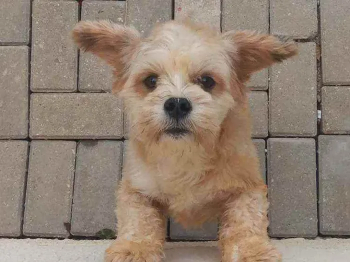 Cachorro ra a Lihaza Apso  idade 1 ano nome Romeu 
