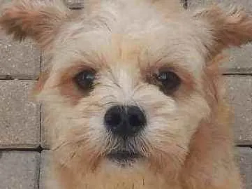 Cachorro ra a Lihaza Apso  idade 1 ano nome Romeu 