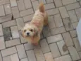 Romeu 