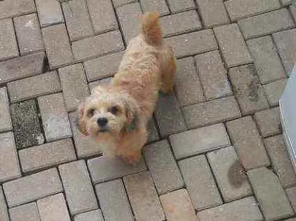 Cachorro ra a Lihaza Apso  idade 1 ano nome Romeu 