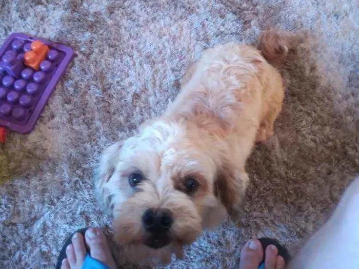 Cachorro ra a Lihaza Apso  idade 1 ano nome Romeu 