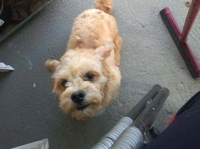 Cachorro ra a Lihaza Apso  idade 1 ano nome Romeu 