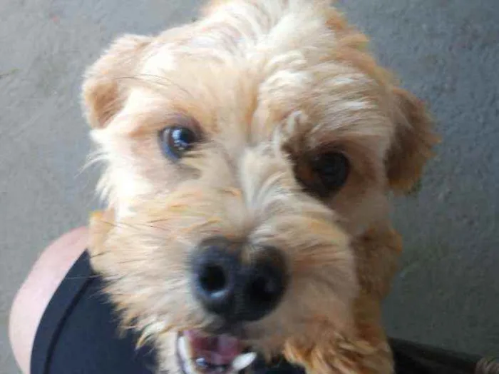 Cachorro ra a Lihaza Apso  idade 1 ano nome Romeu 