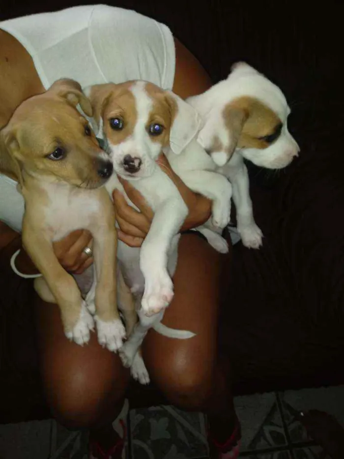 Cachorro raça Labrador idade Abaixo de 2 meses nome Thor