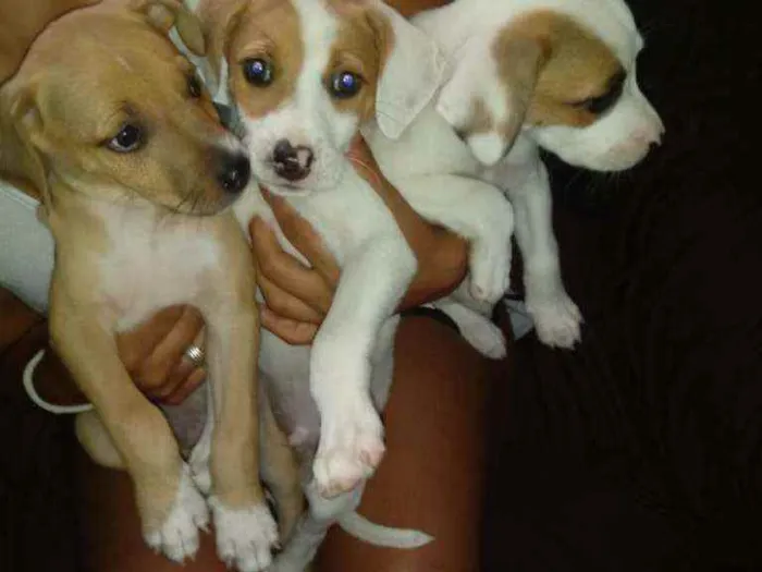 Cachorro raça Labrador idade Abaixo de 2 meses nome Thor