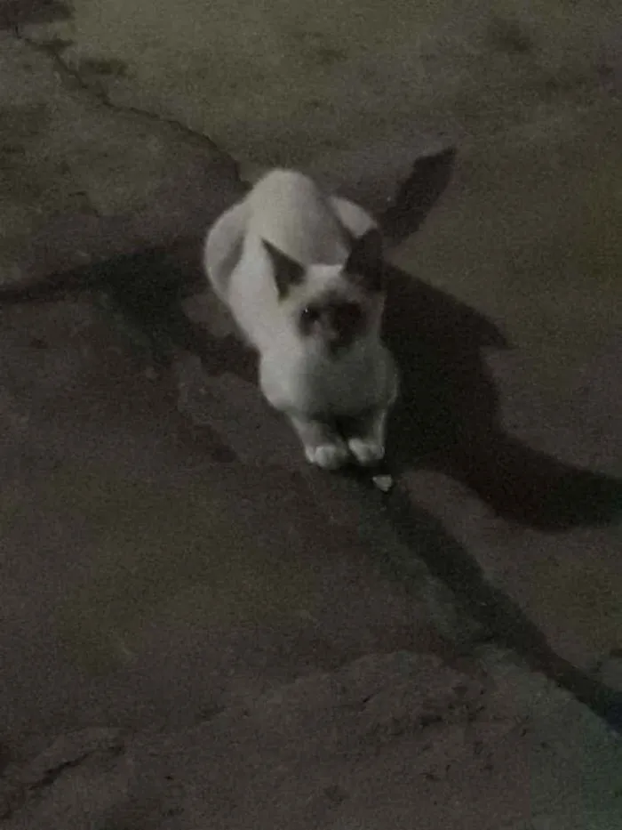 Gato raça ciames idade 2 a 6 meses nome sem nome ainda