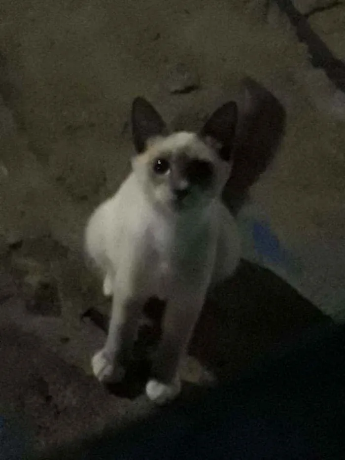 Gato raça ciames idade 2 a 6 meses nome sem nome ainda