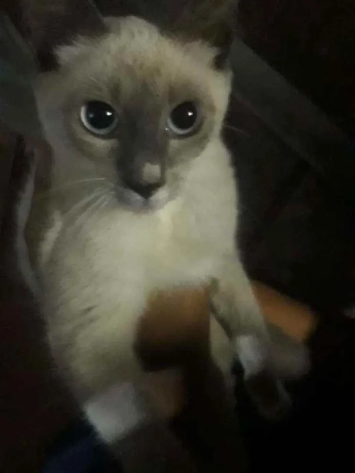 Gato raça ciames idade 2 a 6 meses nome sem nome ainda