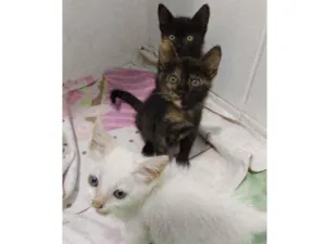 Gato raça Não sei idade 2 a 6 meses nome Otis, Eleven