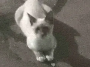 Gato raça ciames idade 2 a 6 meses nome sem nome ainda
