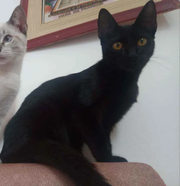 Gato raça vira-lata idade 7 a 11 meses nome Pantera