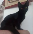 Pantera