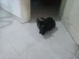 Pantera