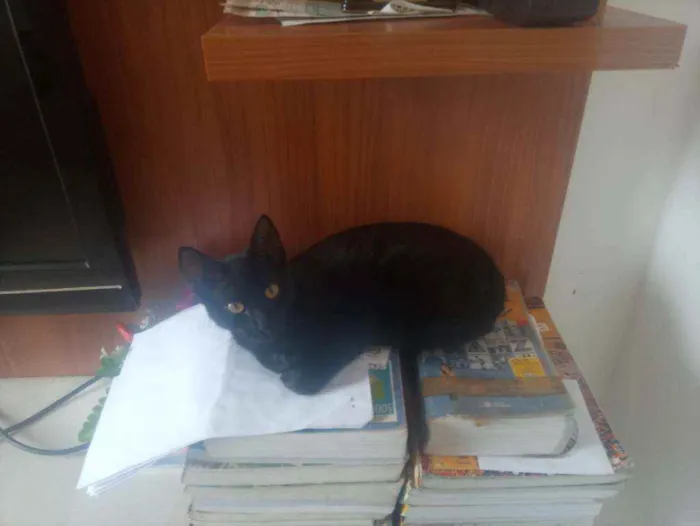 Gato raça vira-lata idade 7 a 11 meses nome Pantera
