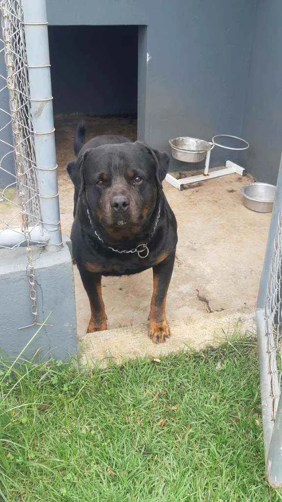 Cachorro ra a Rottweiler  idade 4 anos nome Xanthus 