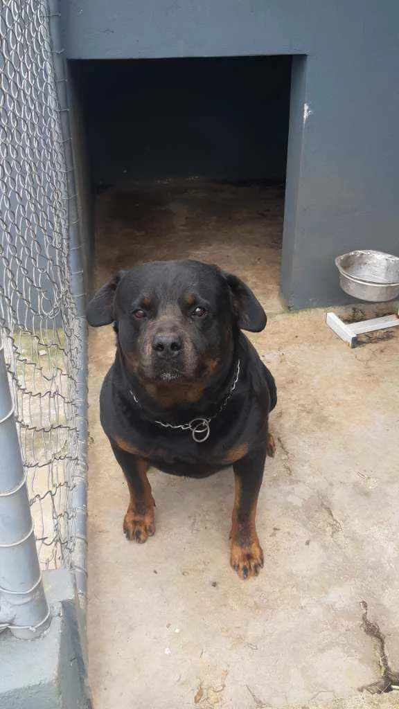 Cachorro ra a Rottweiler  idade 4 anos nome Xanthus 