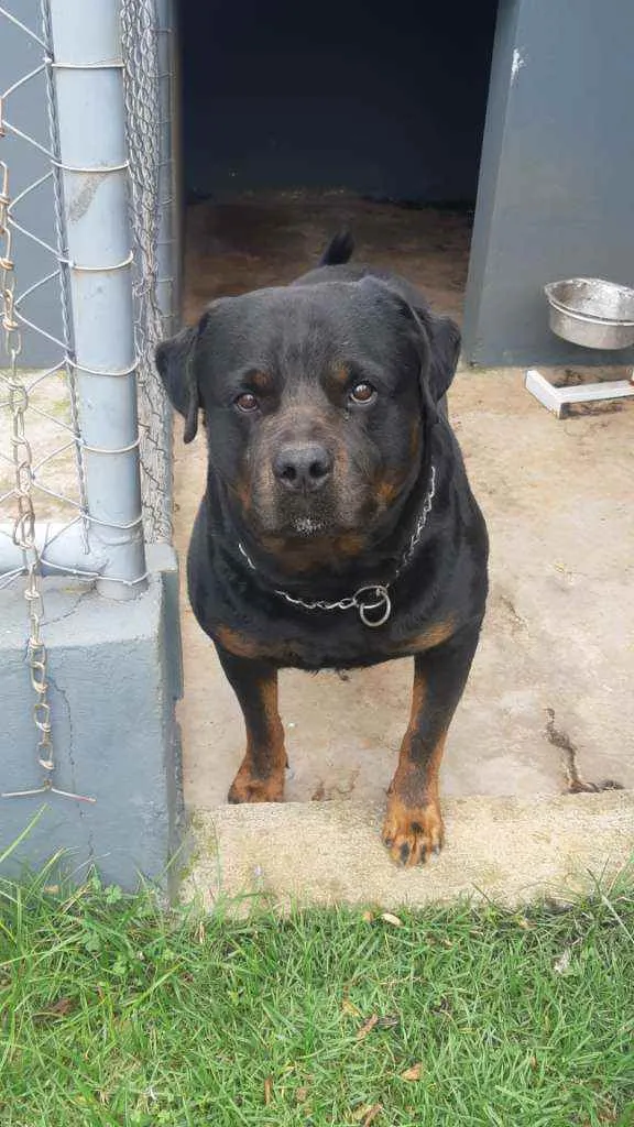 Cachorro ra a Rottweiler  idade 4 anos nome Xanthus 
