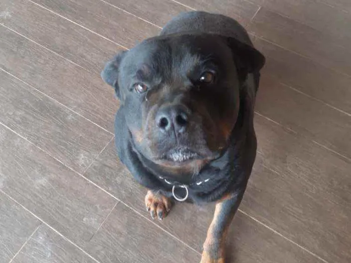 Cachorro ra a Rottweiler  idade 4 anos nome Xanthus 
