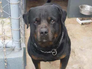 Cachorro raça Rottweiler  idade 4 anos nome Xanthus 