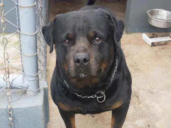 Cachorro ra a Rottweiler  idade 4 anos nome Xanthus 