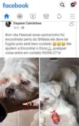 Cãozinho Encontrado 