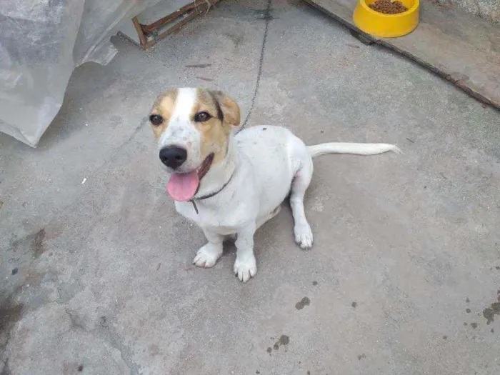 Cachorro ra a Srd idade 2 a 6 meses nome Bia