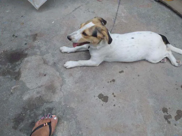 Cachorro ra a Srd idade 2 a 6 meses nome Bia
