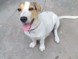 Cachorro raça Srd idade 2 a 6 meses nome Bia