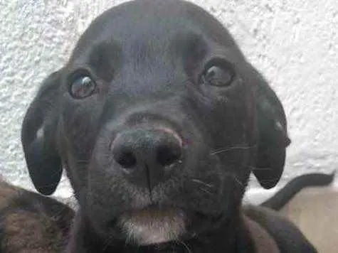 Cachorro raça Sem Raça Definida idade 2 a 6 meses nome Sem Nome