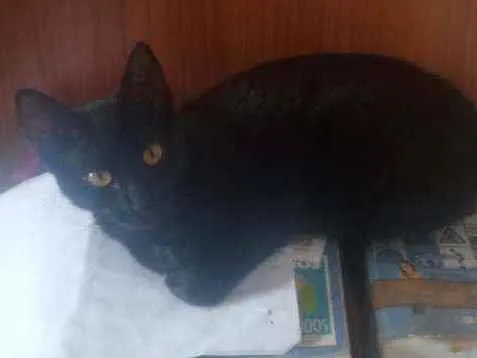 Gato raça vira-lata idade 7 a 11 meses nome Pantera