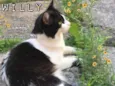 Willy
