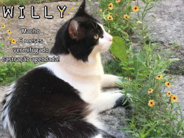 Gato ra a SRD idade 7 a 11 meses nome Willy