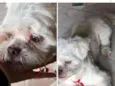 Cãozinho Encontrado 