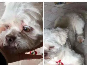 Cachorro raça  idade  nome Cãozinho Encontrado 