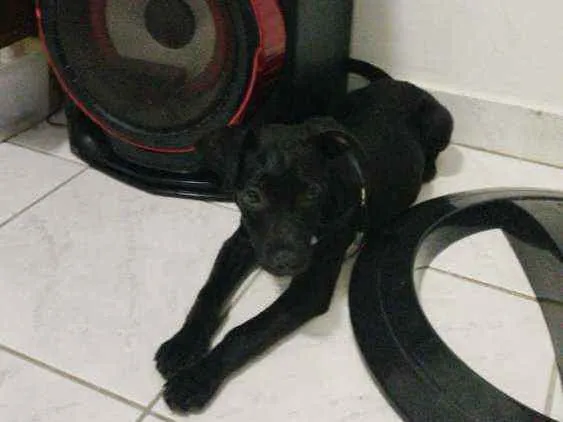 Cachorro ra a  idade 2 a 6 meses nome Matilda