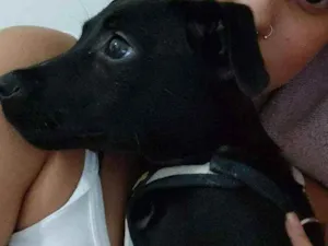 Cachorro raça  idade 2 a 6 meses nome Matilda